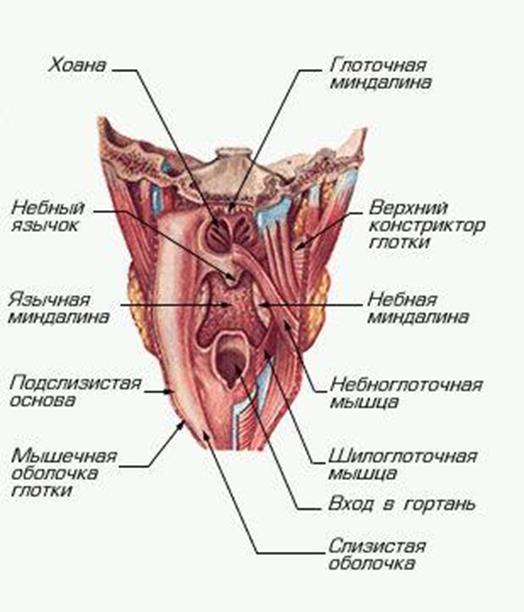 Строение глотки. Глотка анатомия строение стенок. Строение стенки гортани анатомия. Задняя стенка гортани строение. Оболочки глотки анатомия.