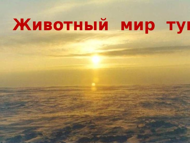 Животный мир тундры  