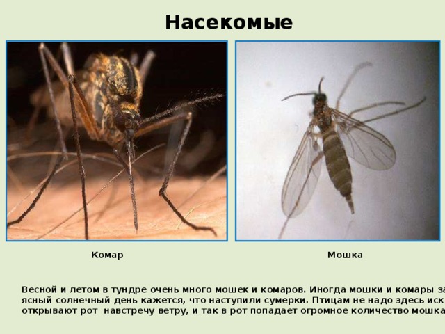 Насекомые Комар Мошка Весной и летом в тундре очень много мошек и комаров. Иногда мошки и комары заслоняют солнце, и в ясный солнечный день кажется, что наступили сумерки. Птицам не надо здесь искать себе корм, они открывают рот навстречу ветру, и так в рот попадает огромное количество мошкары.  