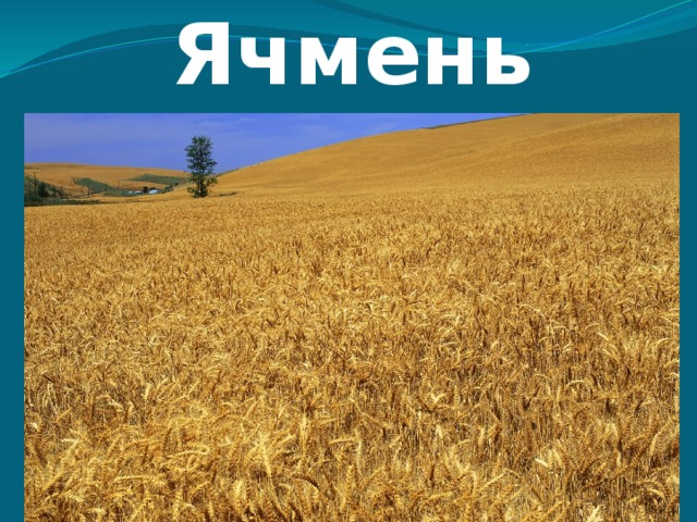 Ячмень 