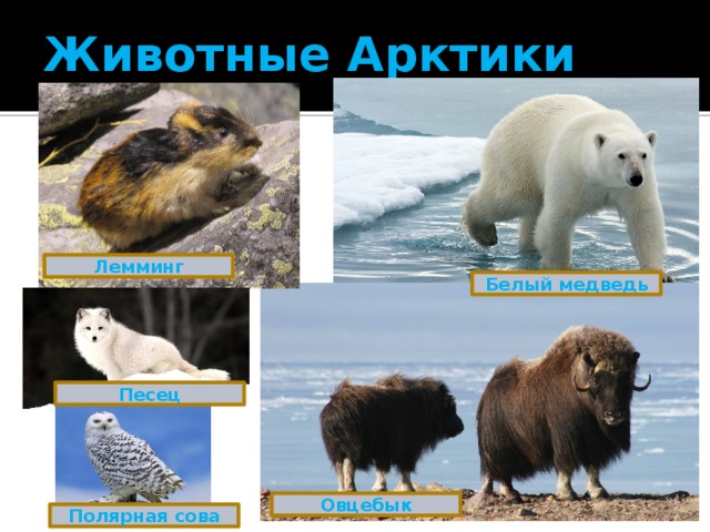 Животные Арктики Лемминг Белый медведь Песец Овцебык Полярная сова 