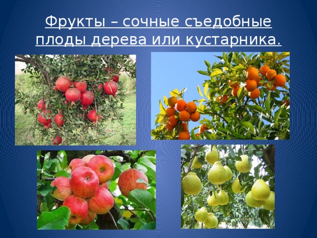 Фрукты – сочные съедобные плоды дерева или кустарника. 