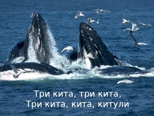 Три кита, три кита,  Три кита, кита, китули
