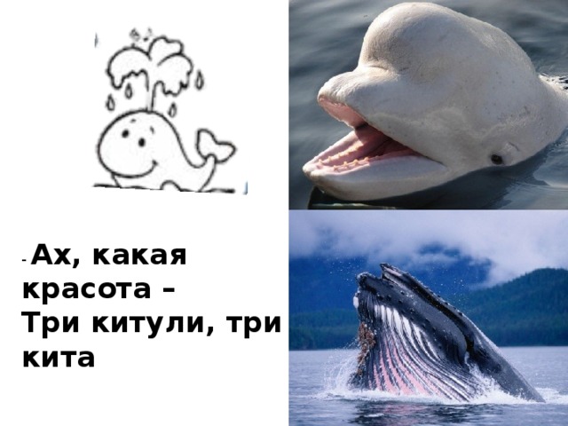 Включи 3 кита