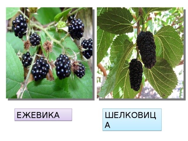 Ежевика и шелковица отличия. Ежевика и тутовник. Ежевика тутовник шелковица. Тутовник ежевика шелковица разница. Ежевика и шелковица.