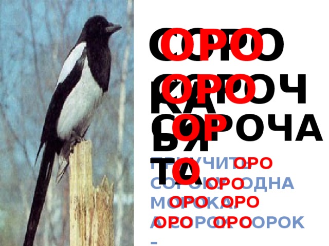 Сорок научить. Приучить сороку одна морока а сорок сорок. Сорочата фото. Сорочата картинки для детей. Приучить сороку одна морока а сорок сорок сорок морок в чем смысл.