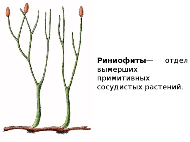 Рисунок первые растения на суше 5 класс