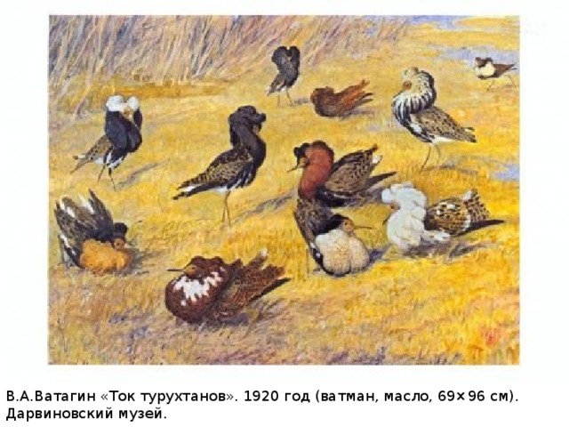 В.А.Ватагин «Ток турухтанов». 1920 год (ватман, масло, 69×96 см). Дарвиновский музей. 