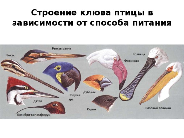 Строение клюва птицы в зависимости от способа питания 