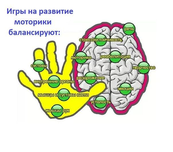 Мелкая моторика и мозг. Мелкая моторика рук и мозг. Мелкая моторика и речь. Мелкая моторика и головной мозг.