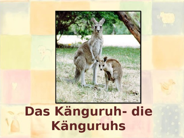 Das Känguruh- die Känguruhs 