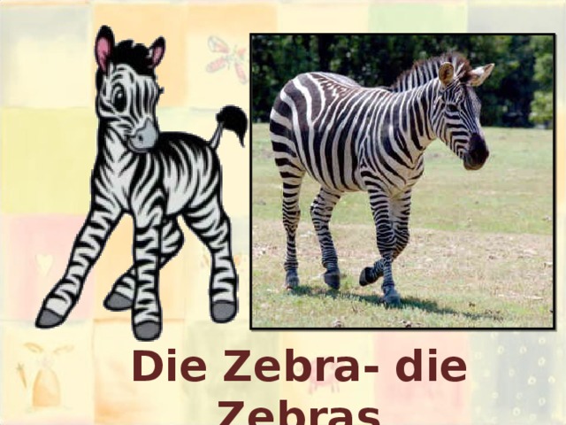 Die Zebra- die Zebras 