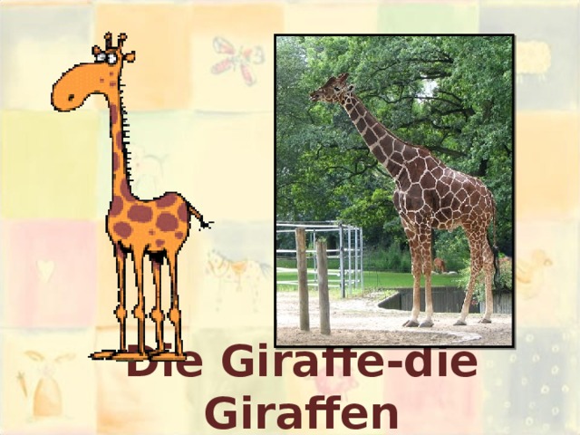 Die Giraffe-die Giraffen 