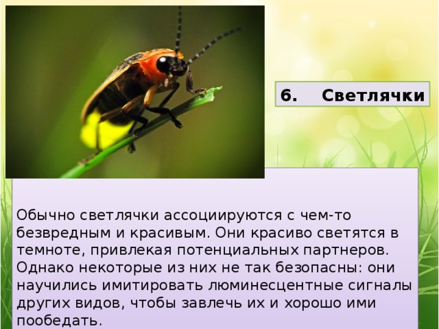 6. Светлячки   Обычно светлячки ассоциируются с чем-то безвредным и красивым. Они красиво светятся в темноте, привлекая потенциальных партнеров. Однако некоторые из них не так безопасны: они научились имитировать люминесцентные сигналы других видов, чтобы завлечь их и хорошо ими пообедать. 