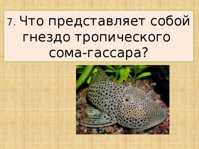 7. Что представляет собой гнездо тропического  сома-гассара?