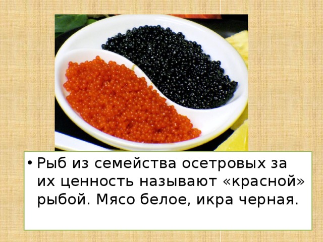 Рыб из семейства осетровых за их ценность называют «красной» рыбой. Мясо белое, икра черная.