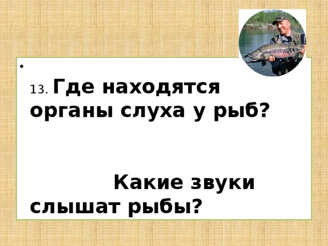 13. Где находятся органы слуха у рыб? Какие звуки слышат рыбы?