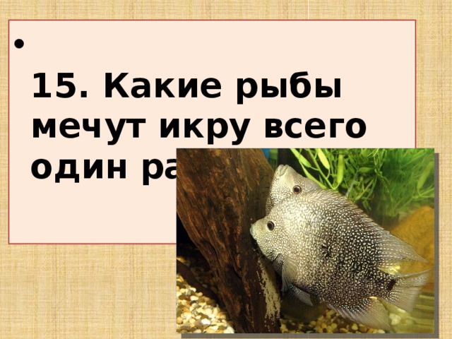 15. Какие рыбы мечут икру всего один раз в жизни?