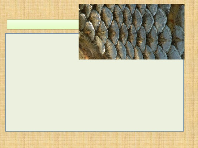 4. У каких рыб кожа такая шершавая, что из неё можно делать напильники?