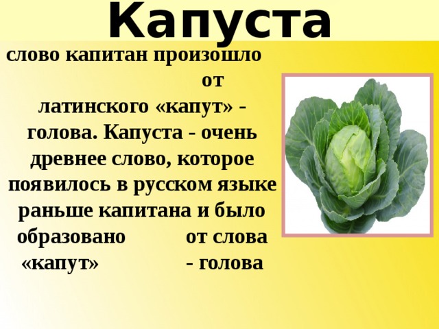 Капуста варианты слов