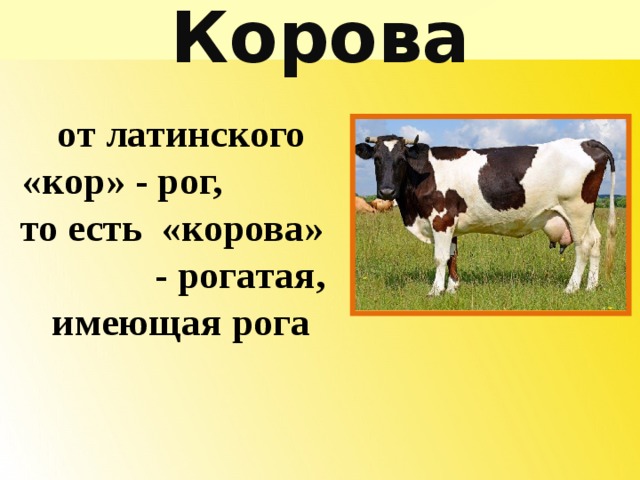 Коровы отвечают на вопрос. Слово корова. Словарная работа корова. Корова молоко словарные слова. Этимология слова корова.