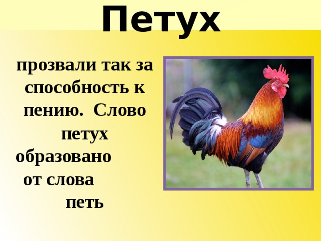 Слово петушок