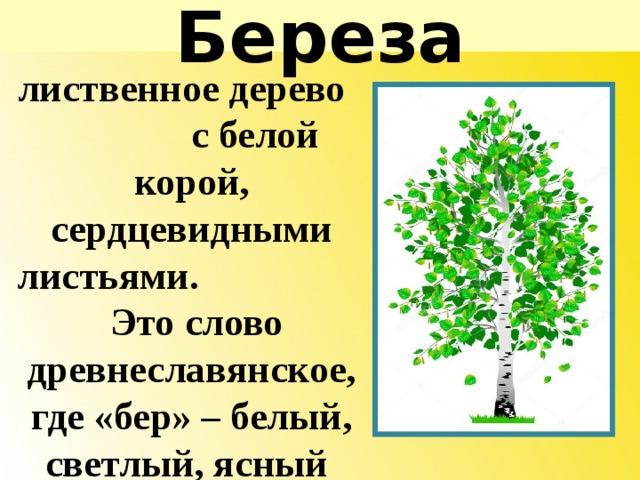 Лиственное дерево 6 букв. Лиственные деревья береза. Лиственное дерево с белой корой и сердцевидными листьями. Береза это дерево с белой корой. Береза лиственное дерево с белой корой.