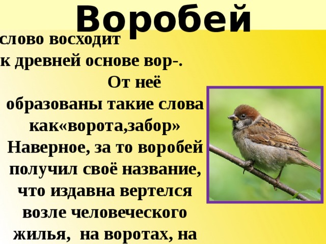 Воробей сочинение 5 класс