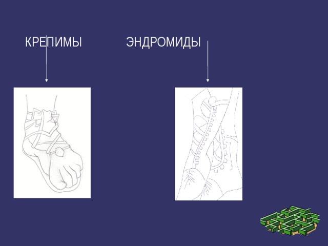 КРЕПИМЫ ЭНДРОМИДЫ 