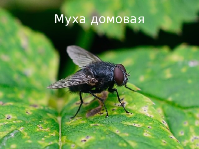 Домовые мушки