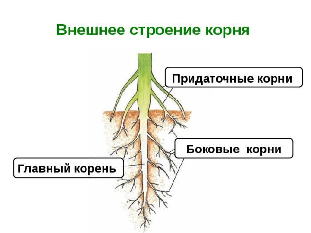 Придаточные корни какие побеги. Боковые корни. Внешнее строение корня. Главный корень боковой корень придаточный корень.