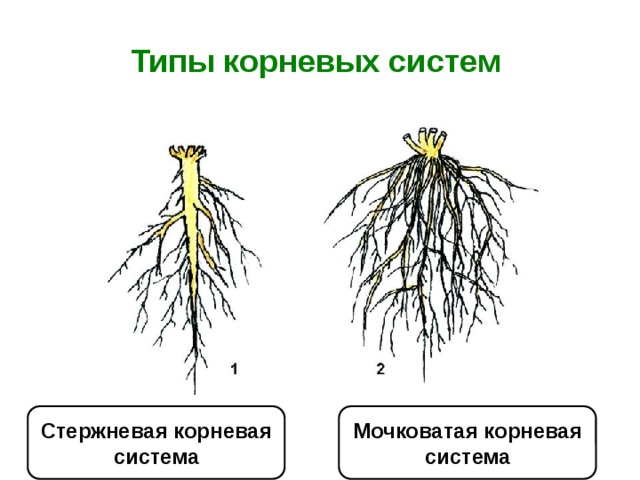 Корневая система елки фото