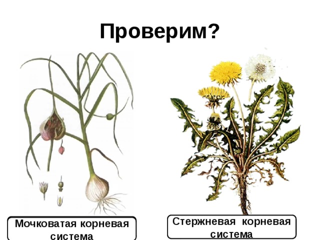 Корневая система одуванчика. Строение корня одуванчика. Стержневая корневая система одуванчика лекарственного. У одуванчика мочковатая корневая система. Тип корневой системы одуванчика лекарственного.