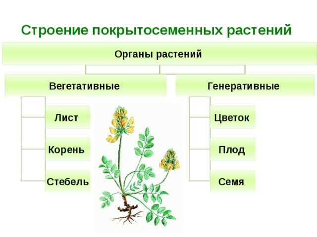 Строение покрытосеменных растений Органы растений Генеративные Вегетативные Цветок Лист Плод Корень Семя Стебель 