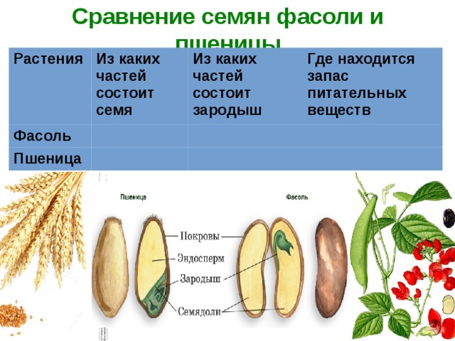 Сравнение семян фасоли и пшеницы Растения Из каких частей состоит семя Фасоль Из каких частей состоит зародыш Пшеница Где находится запас питательных веществ 