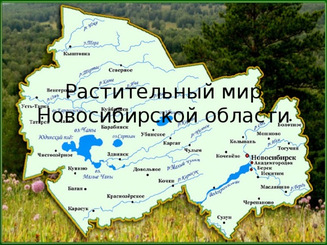 В какой природной зоне расположена новосибирская область. Карта растительности Новосибирской области. Растительность Новосибирской области. Карта Новосибирской области. Растительный мир Новосибирской области.