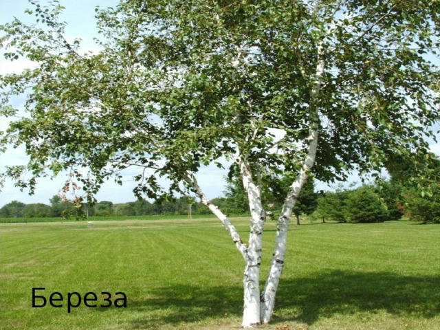 Береза 