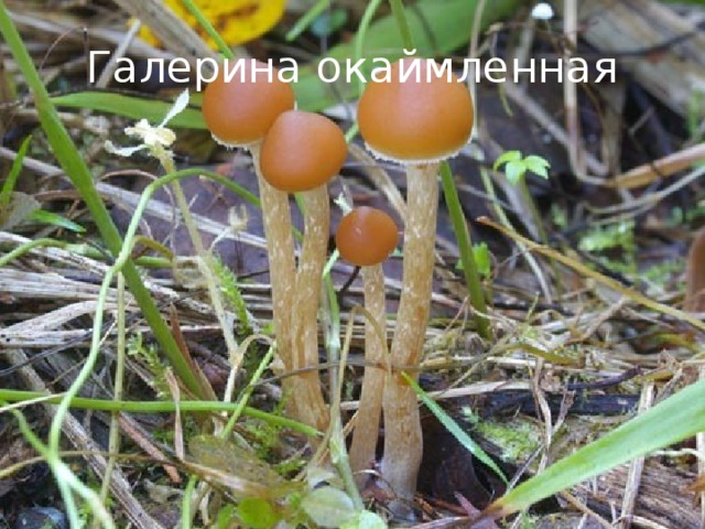 Галерина окаймленная 