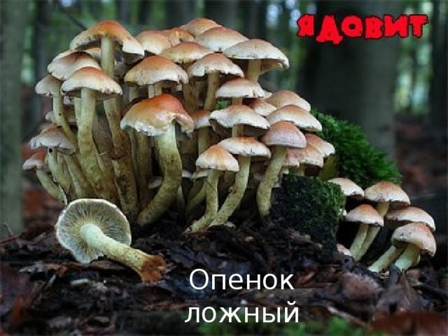 Опенок ложный 