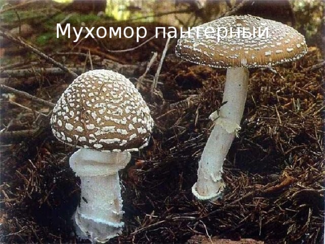 Мухомор пантерный 