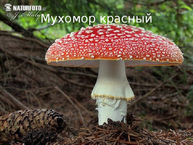 Мухомор красный 