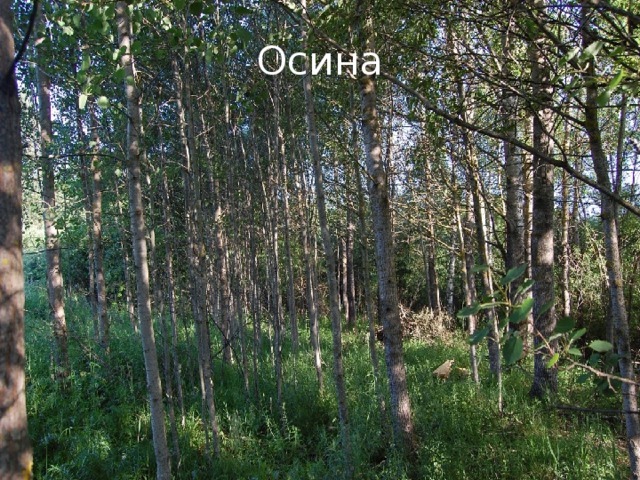 Осина 