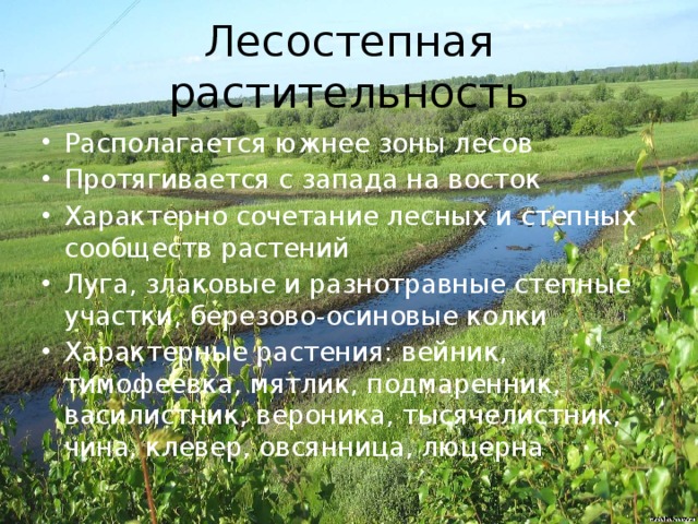 Лесостепная растительность Располагается южнее зоны лесов Протягивается с запада на восток Характерно сочетание лесных и степных сообществ растений Луга, злаковые и разнотравные степные участки, березово-осиновые колки Характерные растения: вейник, тимофеевка, мятлик, подмаренник, василистник, вероника, тысячелистник, чина, клевер, овсянница, люцерна 