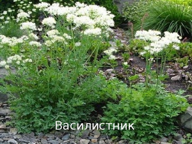 Василистник 