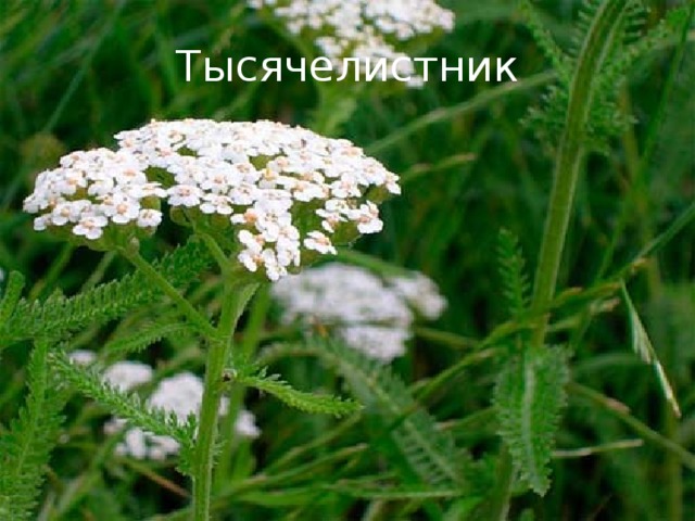 Тысячелистник 