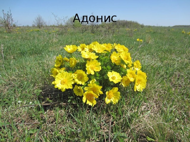 Адонис 