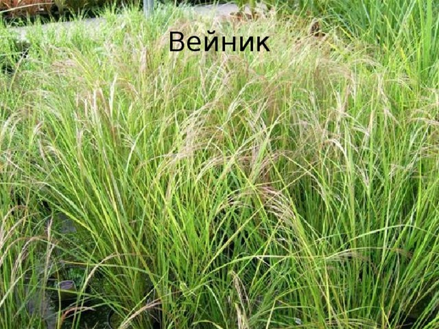 Вейник 