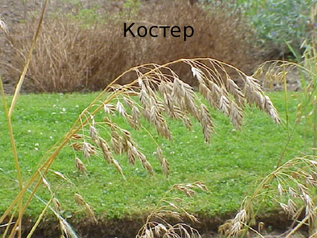 Костер 