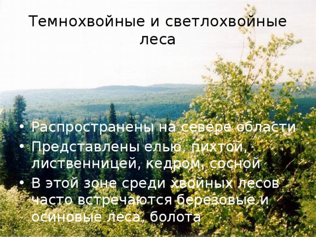 Темнохвойные и светлохвойные леса Распространены на севере области Представлены елью, пихтой, лиственницей, кедром, сосной В этой зоне среди хвойных лесов часто встречаются березовые и осиновые леса, болота 