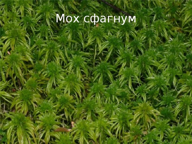 Мох сфагнум 